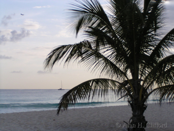 Palm on Dover beach.