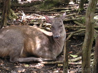 Barbados Wildlife Reserve.