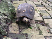 Barbados Wildlife Reserve.