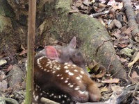 Barbados Wildlife Reserve.