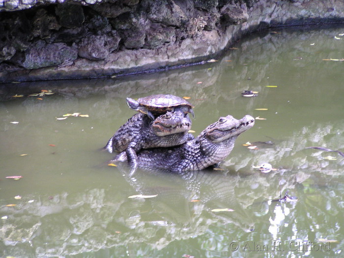 Barbados Wildlife Reserve.