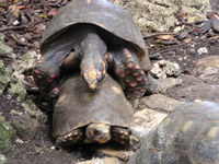 Barbados Wildlife Reserve.