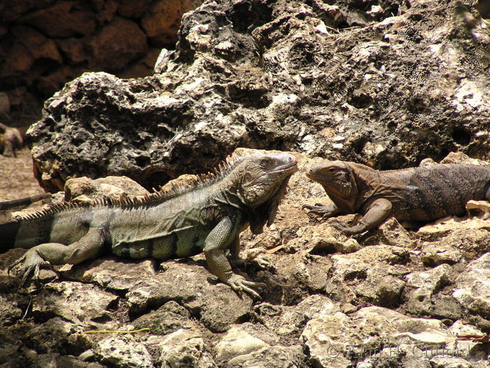 Barbados Wildlife Reserve.