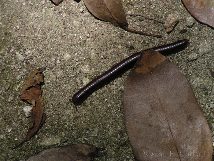 Creature near Harrison’s Cave.