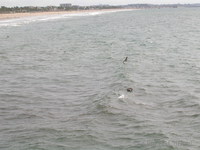 Pelican near Santa Monica pier