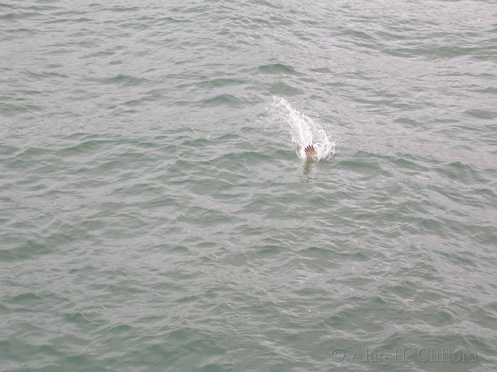 Pelican near Santa Monica pier