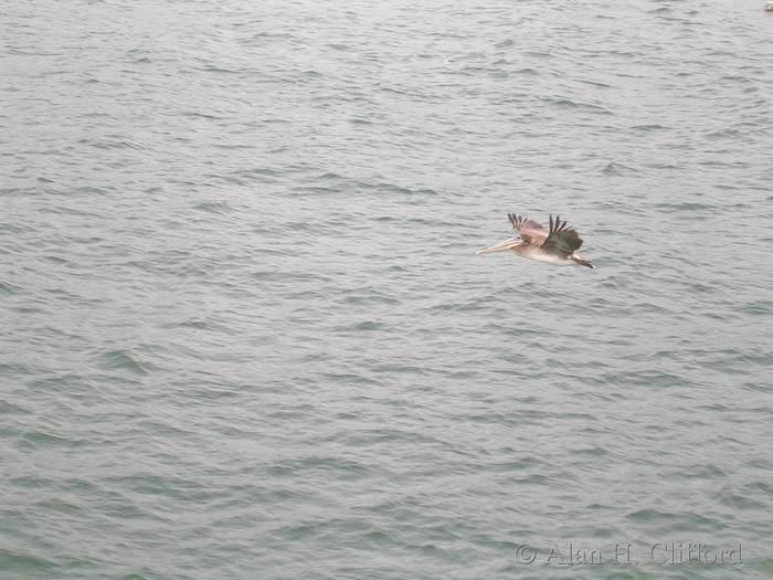 Pelican near Santa Monica pier