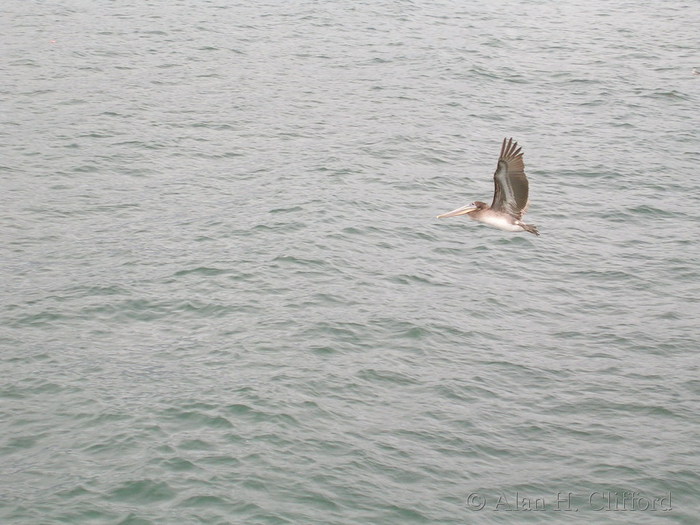 Pelican near Santa Monica pier