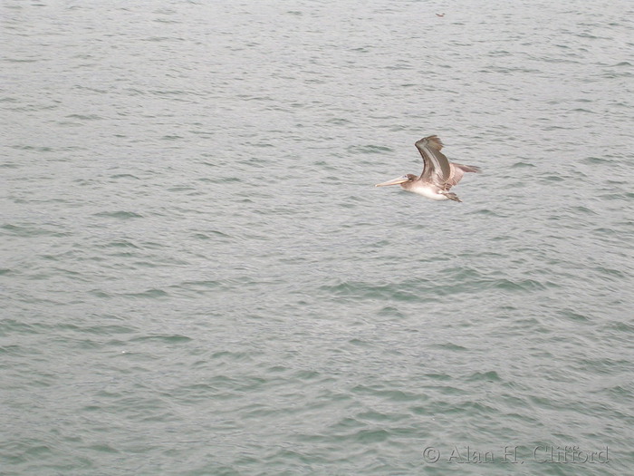 Pelican near Santa Monica pier