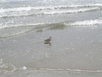 Bird, Santa Monica beach