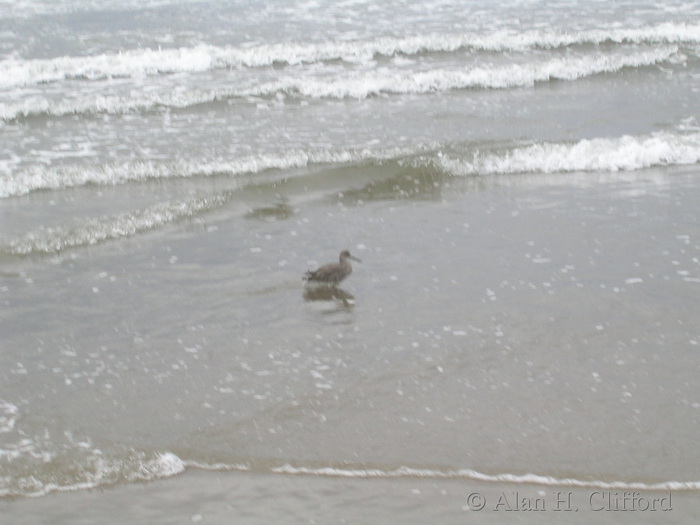 Bird, Santa Monica beach