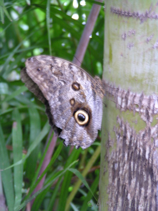 Butterfly park, Niagara