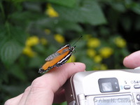 Butterfly park, Niagara