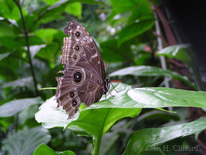 Butterfly park, Niagara