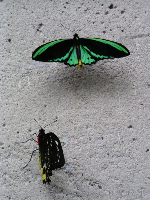 Butterfly park, Niagara