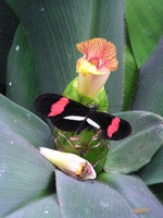 Butterfly park, Niagara