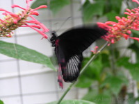 Butterfly park, Niagara