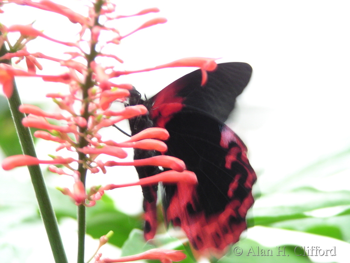 Butterfly park, Niagara