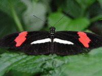 Butterfly park, Niagara