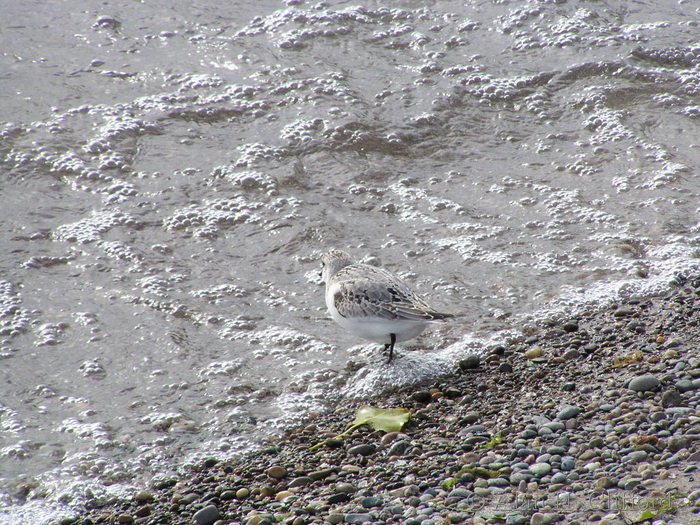 Bird at Toronto islands