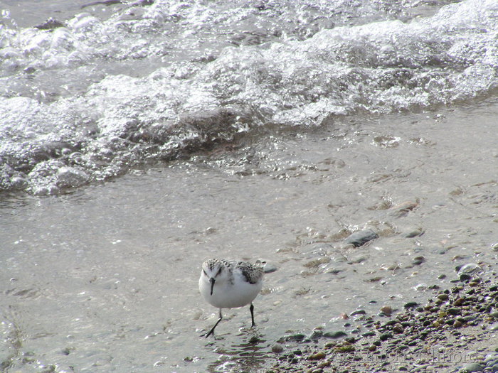 Bird at Toronto islands