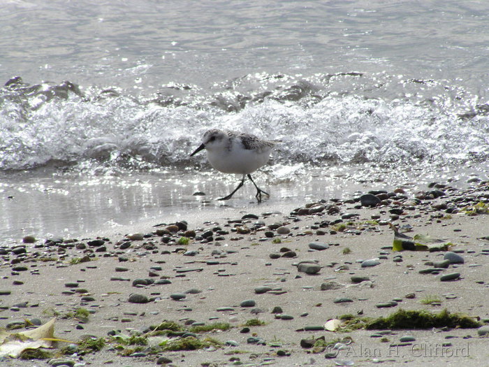 Bird at Toronto islands