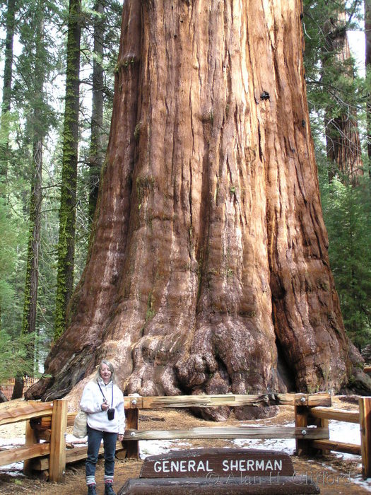 General Sherman tree