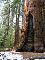 A giant sequoia tree