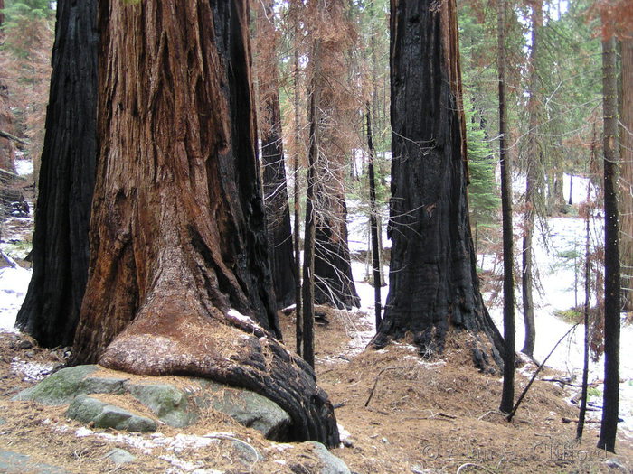 A giant sequoia tree