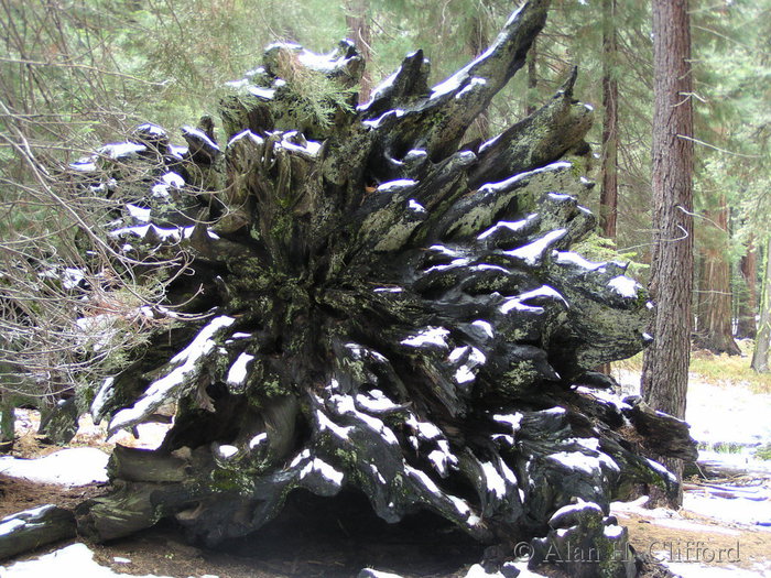 Roots of a fallen sequoia