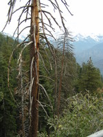 Near Moro Rock