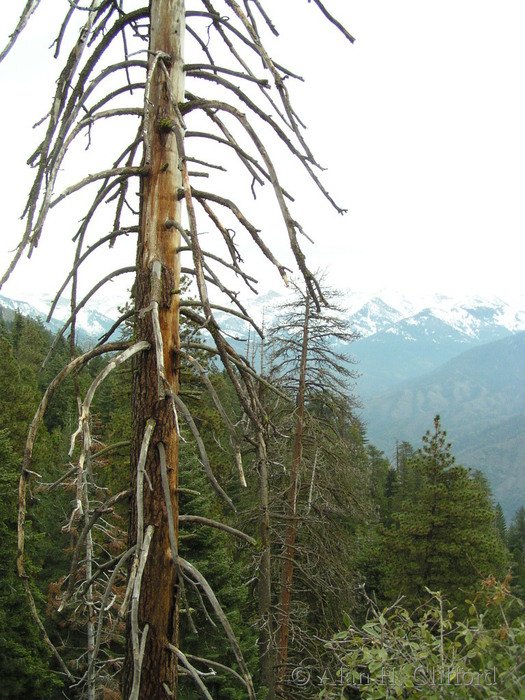 Near Moro Rock