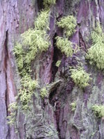 Tokopah valley trail