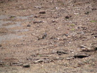 Marmot, near Crescent Meadow, Sequoia National Park