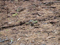 Marmot, near Crescent Meadow, Sequoia National Park