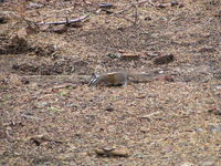 Marmot, near Crescent Meadow, Sequoia National Park