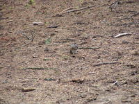 Marmot, near Crescent Meadow, Sequoia National Park