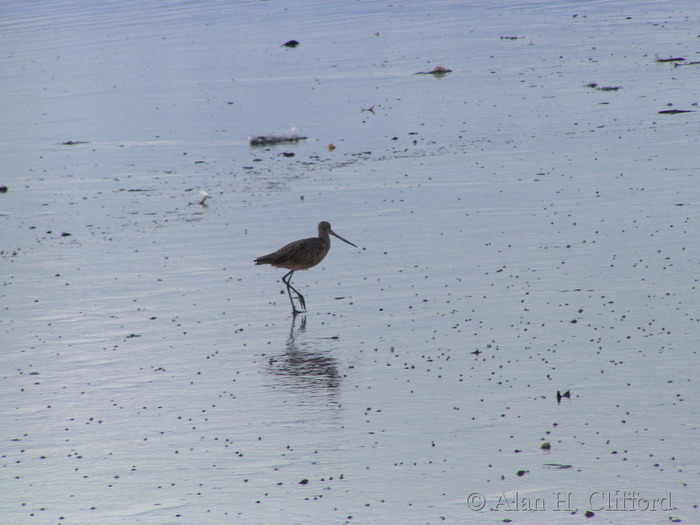 Bird on the beach at Venice