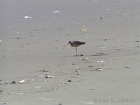 Bird on the beach at Venice