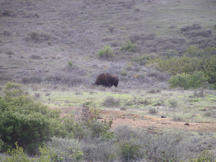 Bison on Catalina