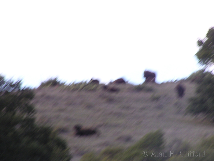 Views from the airport road, Catalina