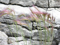 Pink grass