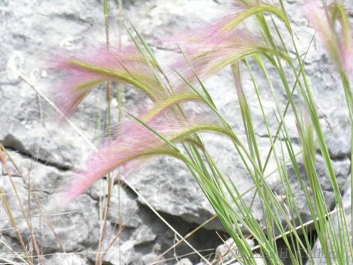 Pink grass