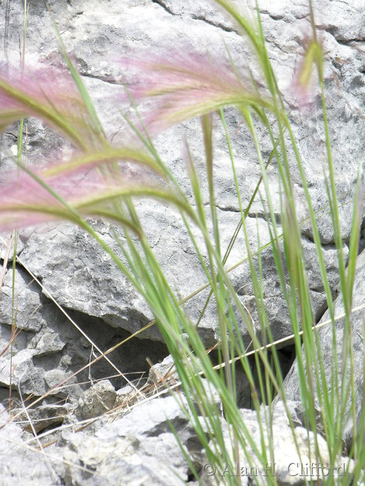 Pink grass