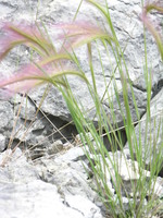 Pink grass