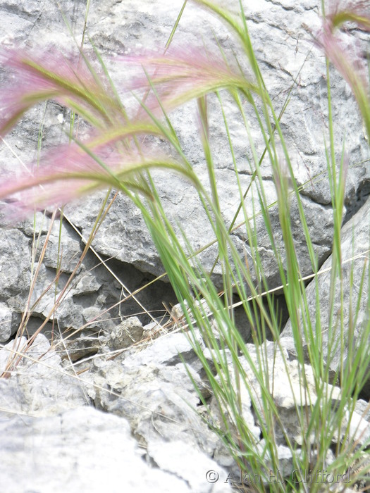 Pink grass