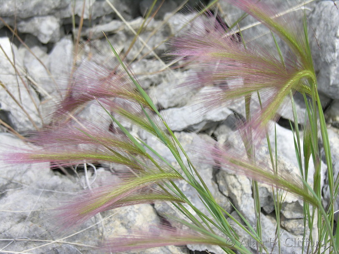 Pink grass