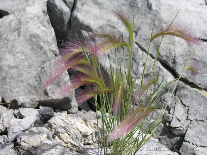 Pink grass