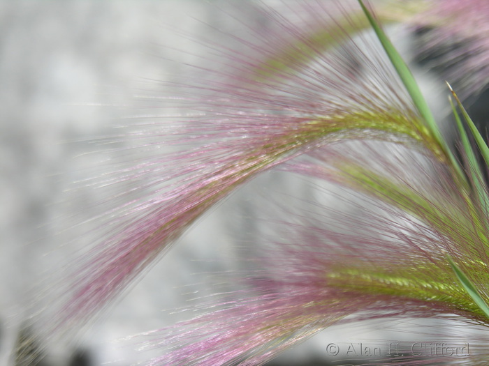 Pink grass