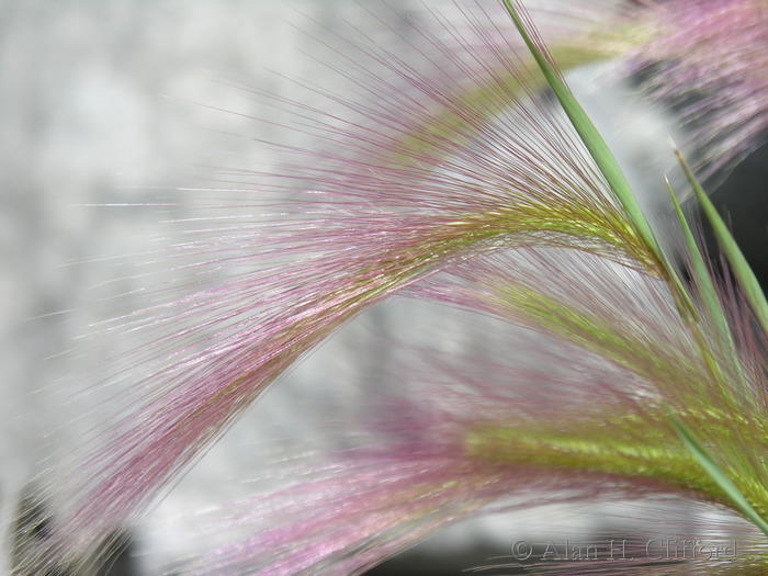 Pink grass